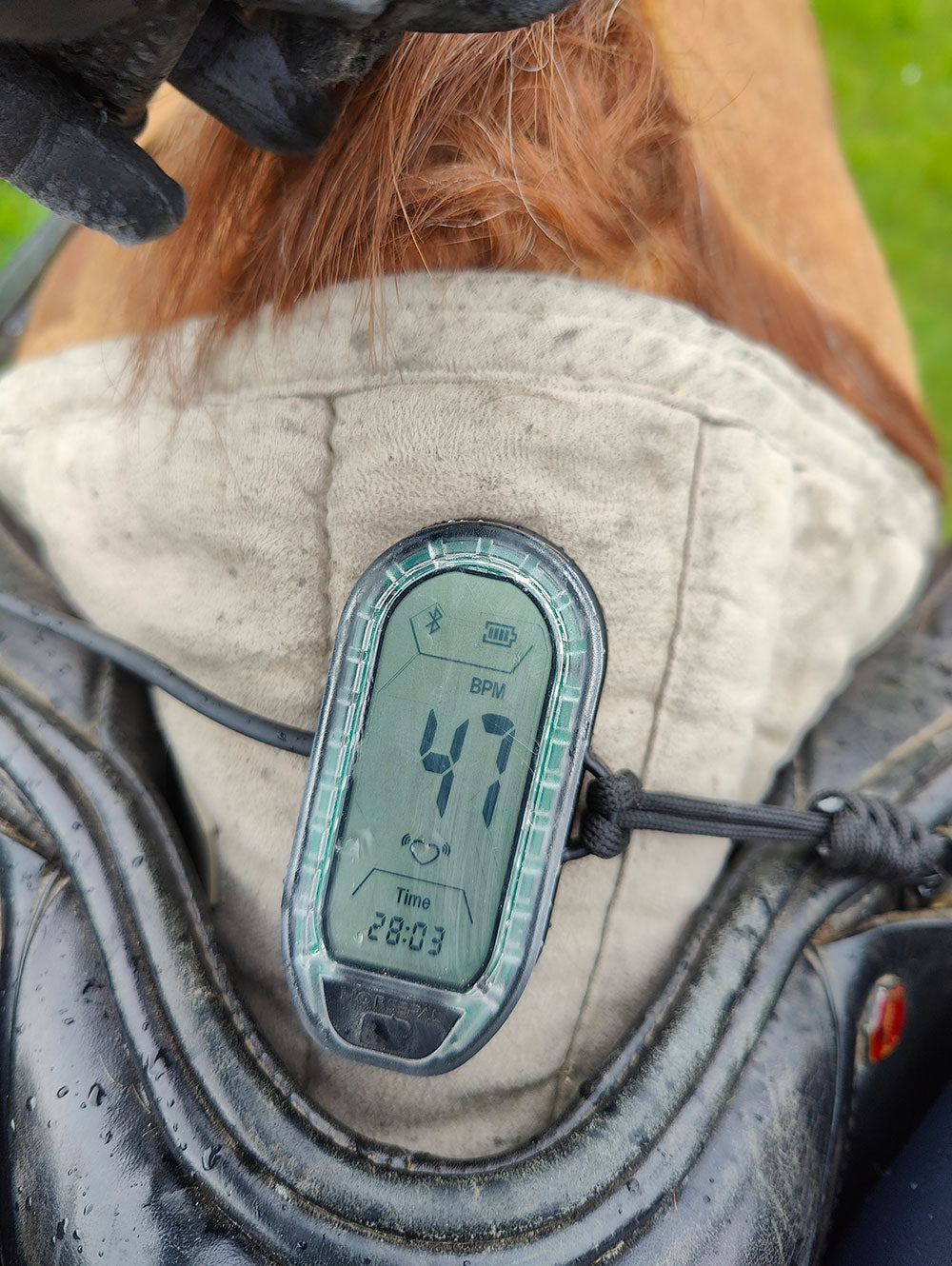 Horsepal Training Kit